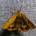 Diacrisia sannio