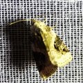 Pseudeustrotia candidula