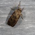 Agrotis segetum
