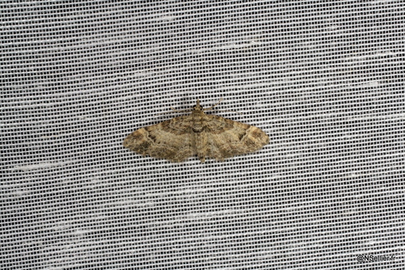 Chasse Aux Papillons - Chizé - 25-09-2009 - Gymnoscelis rufifasciata (17).jpg