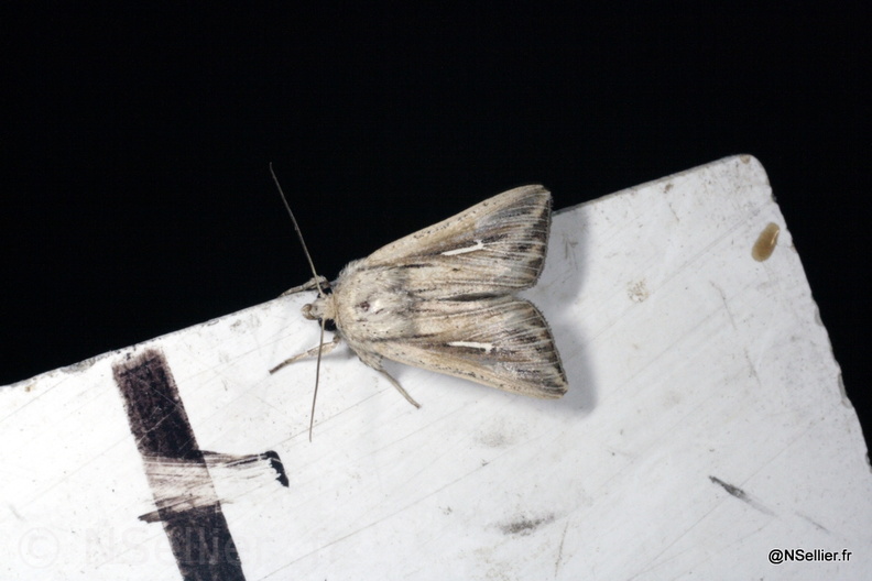 Chasse Aux Papillons - Chizé - 25-09-2009 - Mythimna l-album (47).jpg