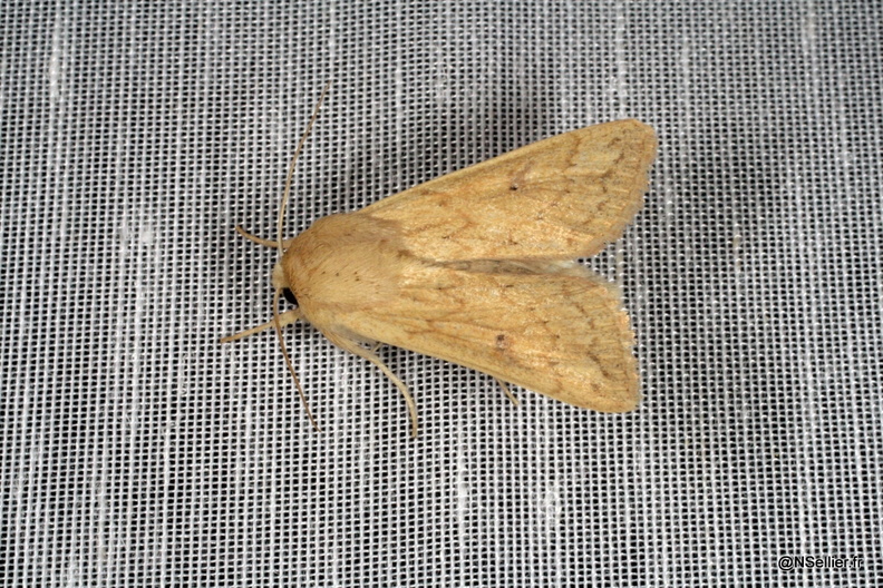 Chasse Aux Papillons - Chizé - 25-09-2009 - Mythimna vitellina (4).jpg