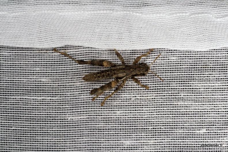 Chasse Aux Papillons - Chizé - 25-09-2009 - Pezotettix giornae (29).jpg