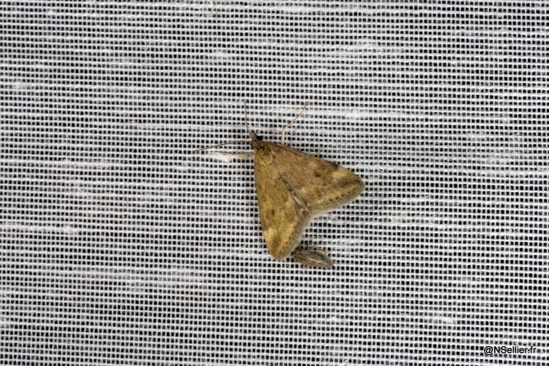 Chasse Aux Papillons - Chizé - 25-09-2009 - Pyrausta despicata (38).jpg