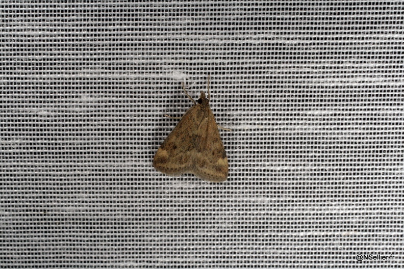 Chasse Aux Papillons - Chizé - 25-09-2009 - Pyrausta despicata (40).jpg