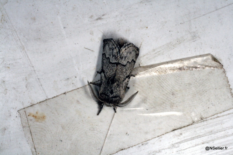 Chasse Aux Papillons - Chizé - 25-09-2009 - Trichiura crataegi (46).jpg