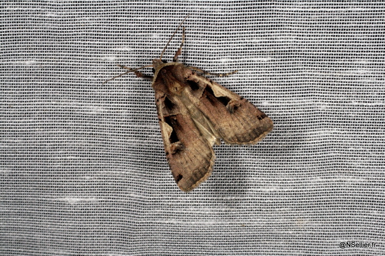 Chasse Aux Papillons - Chizé - 25-09-2009 - Xestia c-nigrum (43).jpg