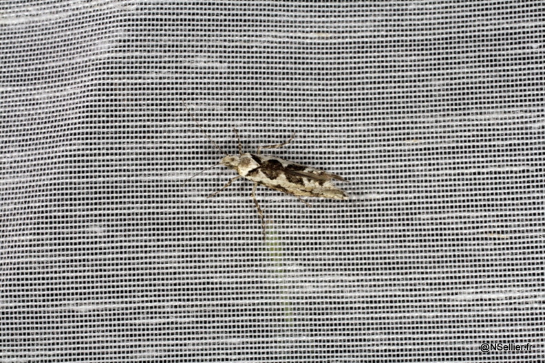 Chasse Aux Papillons - Chizé - 25-09-2009 - Ypsolopha sequella (31).jpg