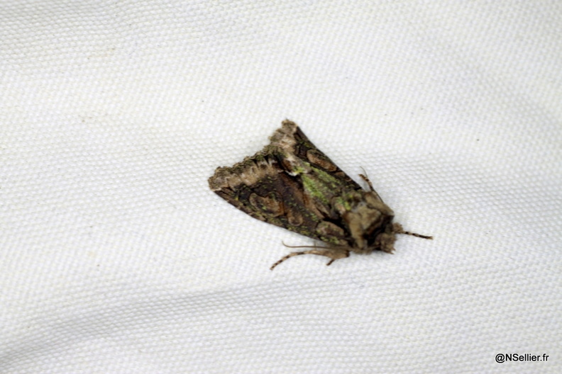 Chasse Aux Papillons - Chizé - 28-10-2011 - Allophyes oxyacanthae (11).jpg