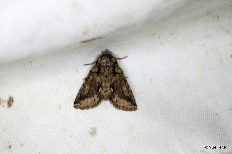 Chasse Aux Papillons - Chizé - 28-10-2011 - Allophyes oxyacanthae (12).jpg