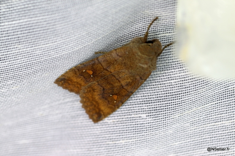 Chasse Aux Papillons - Chizé - 28-10-2011 - Eupsilia transversa (14).jpg