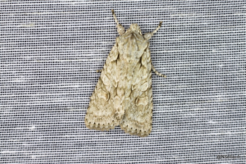 Chasse Aux Papillons - Chizé - 28-10-2011 - Lithophane ornitopus (15).jpg