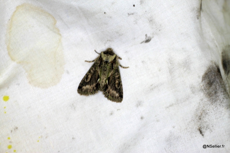 Chasse Aux Papillons - Chizé - 28-10-2011 - Allophyes oxyacanthae (7).jpg