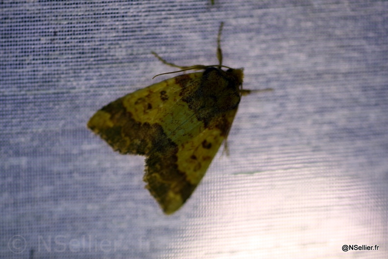 Chasse Aux Papillons - Chizé - 28-10-2011 - Tiliacea aurago (5).jpg