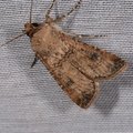Agrotis segetum