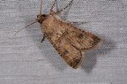 Agrotis segetum