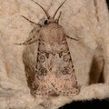 Agrotis segetum