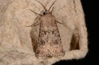 Agrotis segetum
