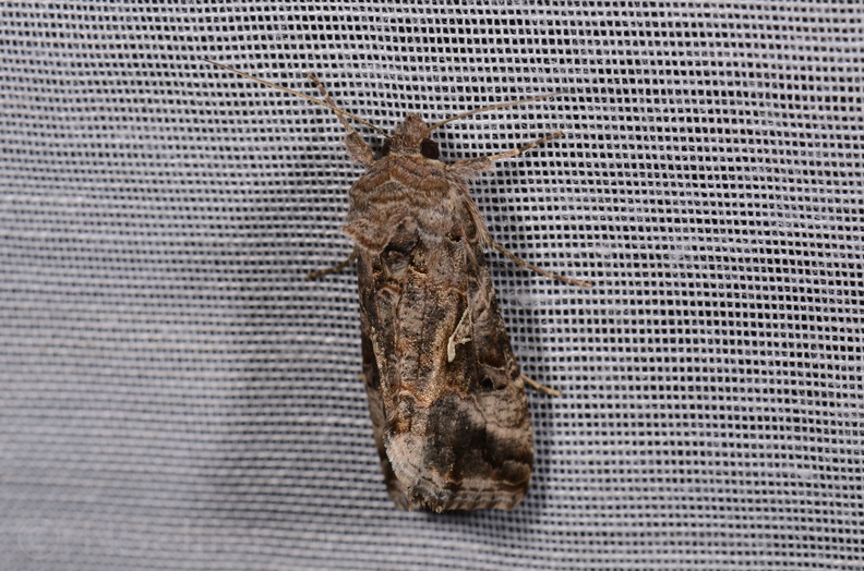 Autographa gamma