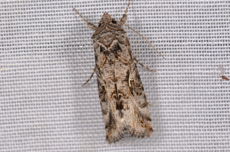 Chasse Aux Papillons - Chizé - 16-09-2019 - Autographa gamma (34).jpg