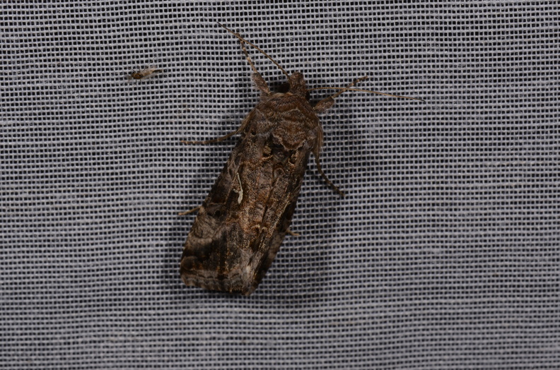 Chasse Aux Papillons - Chizé - 16-09-2019 - Autographa gamma (54).jpg