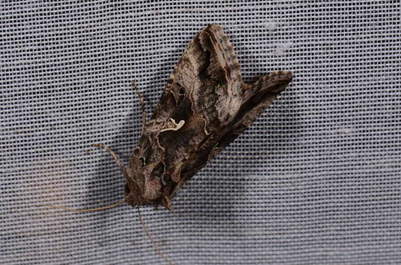 Chasse Aux Papillons - Chizé - 16-09-2019 - Autographa gamma (76).jpg