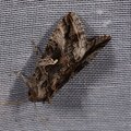 Autographa gamma