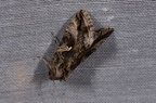 Autographa gamma
