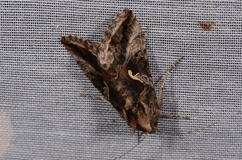Chasse Aux Papillons - Chizé - 16-09-2019 - Autographa gamma (143).jpg