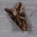 Autographa gamma