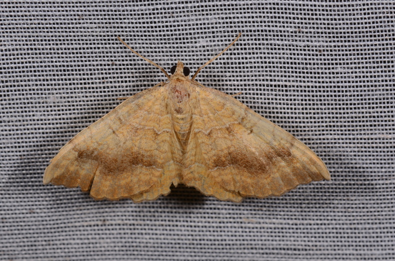 Chasse Aux Papillons - Chizé - 16-09-2019 - Camptogramma bilineata (50).jpg