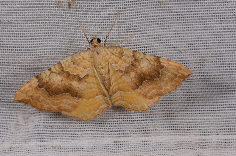 Chasse Aux Papillons - Chizé - 16-09-2019 - Camptogramma bilineata (70).jpg