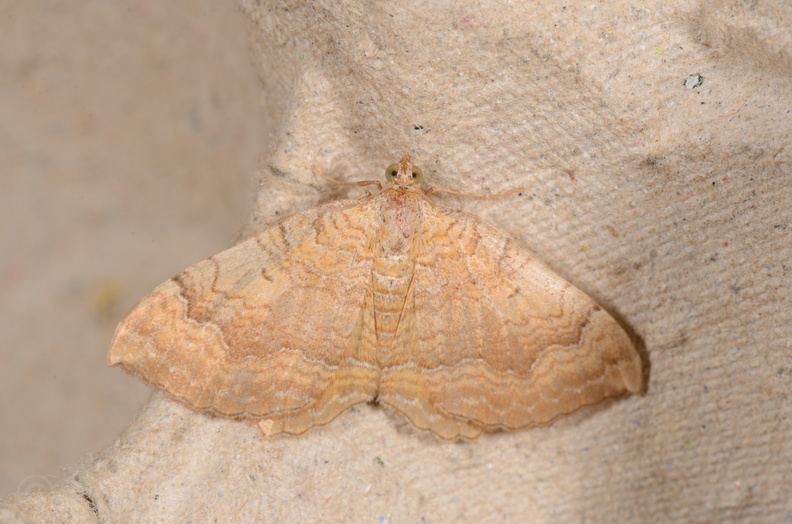 Chasse Aux Papillons - Chizé - 16-09-2019 - Camptogramma bilineata (109).jpg