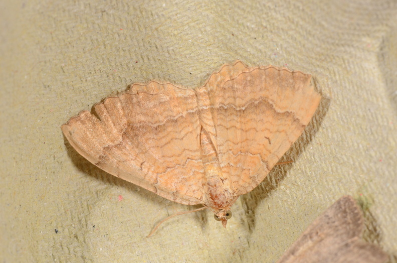 Chasse Aux Papillons - Chizé - 16-09-2019 - Camptogramma bilineata (123).jpg