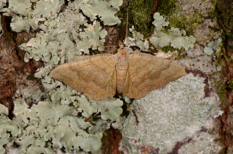 Chasse Aux Papillons - Chizé - 16-09-2019 - Camptogramma bilineata (163).jpg
