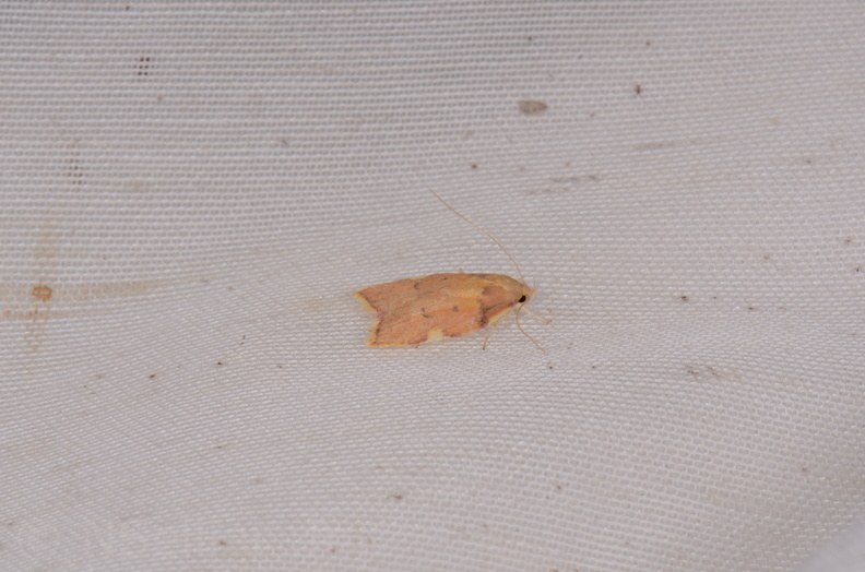 Chasse Aux Papillons - Chizé - 16-09-2019 - Carcina quercana (69).jpg