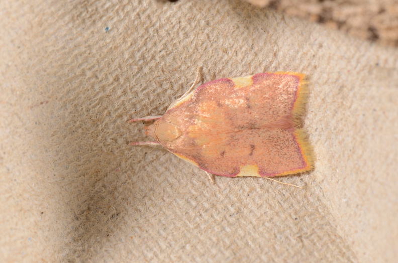 Chasse Aux Papillons - Chizé - 16-09-2019 - Carcina quercana (107).jpg