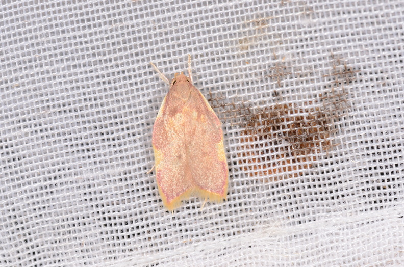 Chasse Aux Papillons - Chizé - 16-09-2019 - Carcina quercana (148).jpg