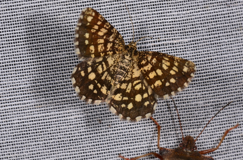 Chasse Aux Papillons - Chizé - 16-09-2019 - Chiasmia clathrata (92).jpg