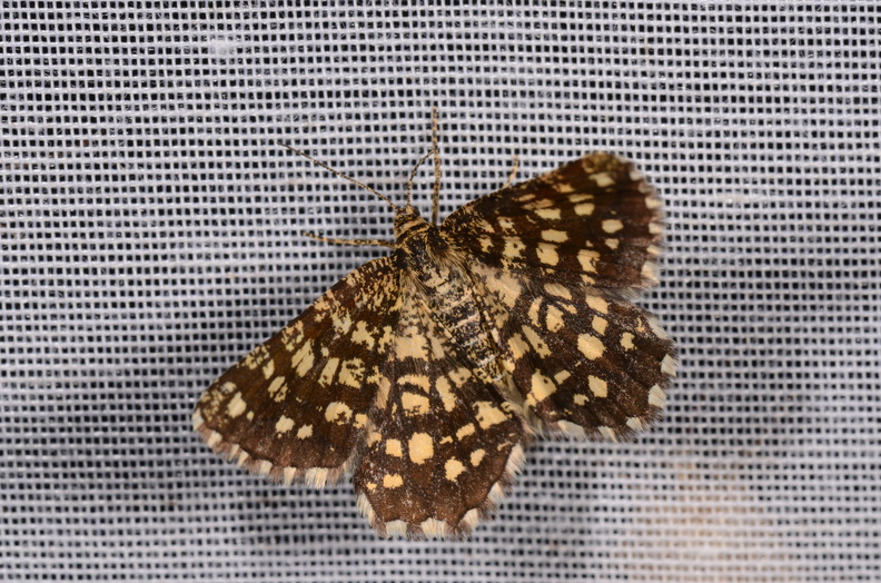 Chasse Aux Papillons - Chizé - 16-09-2019 - Chiasmia clathrata (141).jpg