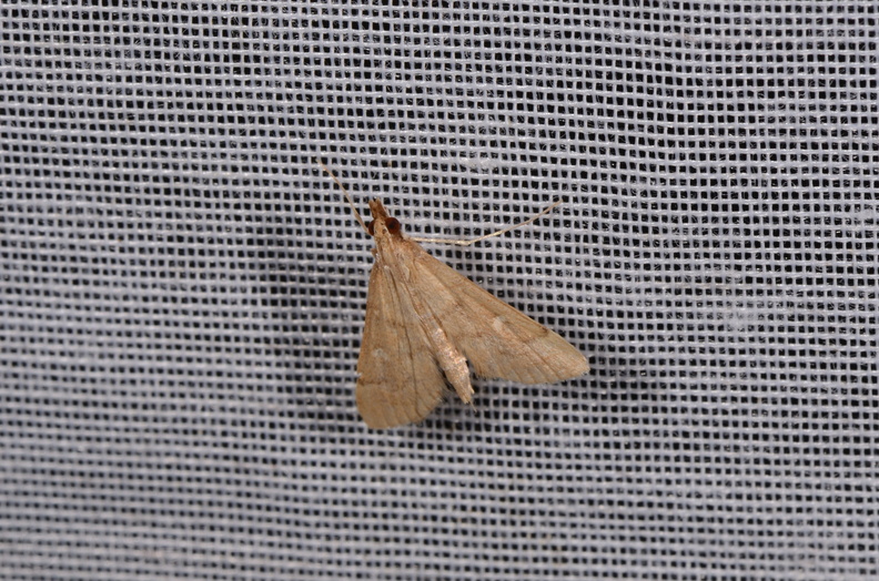 Chasse Aux Papillons - Chizé - 16-09-2019 - Dolicharthria punctalis (51).jpg