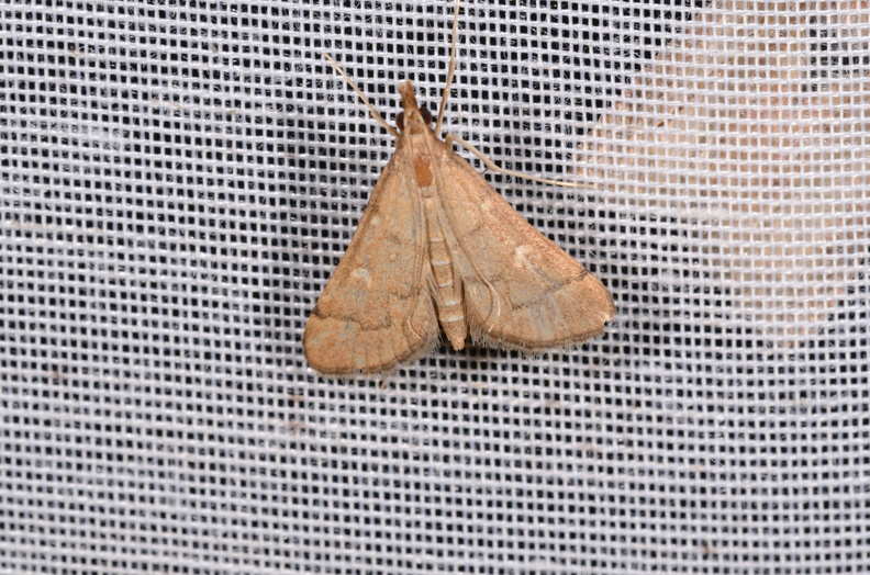 Chasse Aux Papillons - Chizé - 16-09-2019 - Dolicharthria punctalis (152).jpg