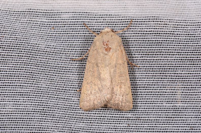 Chasse Aux Papillons - Chizé - 16-09-2019 - Hoplodrina ambigua (16).jpg