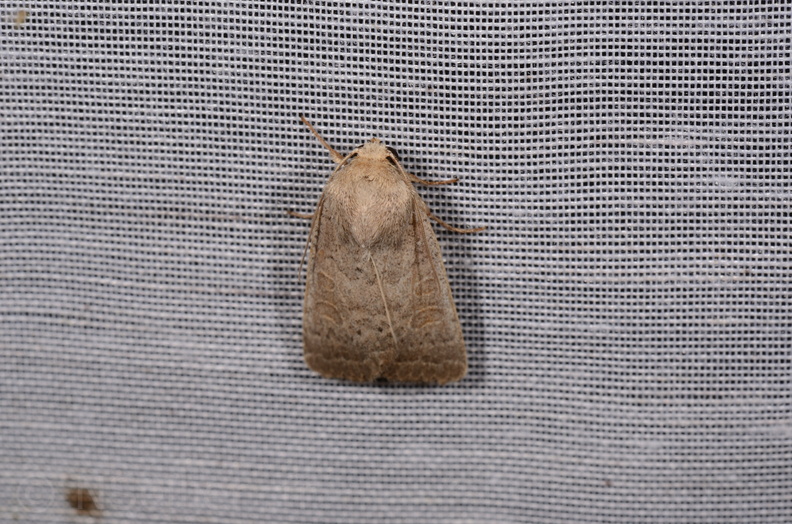 Chasse Aux Papillons - Chizé - 16-09-2019 - Hoplodrina ambigua (38).jpg