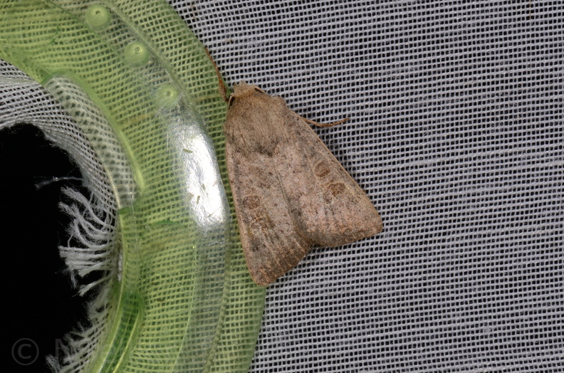 Chasse Aux Papillons - Chizé - 16-09-2019 - Hoplodrina ambigua (57).jpg