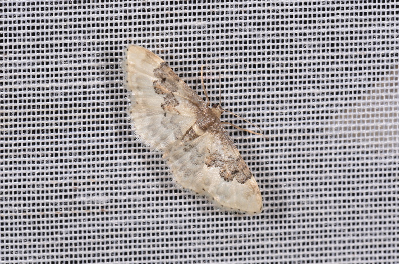 Chasse Aux Papillons - Chizé - 16-09-2019 - Idaea rusticata (147).jpg