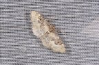 Idaea rusticata