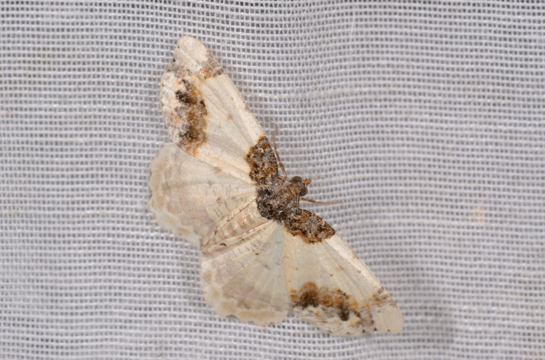 Chasse Aux Papillons - Chizé - 16-09-2019 - Ligdia adustata (140).jpg