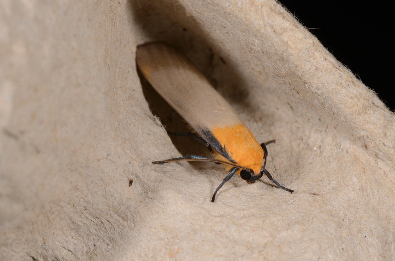 Chasse Aux Papillons - Chizé - 16-09-2019 - Lithosia quadra (102).jpg