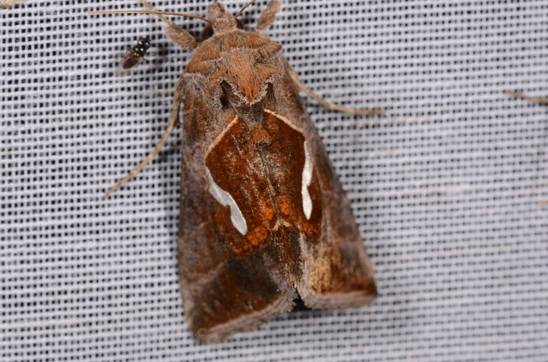 Chasse Aux Papillons - Chizé - 16-09-2019 - Macdunnoughia confusa (150).jpg